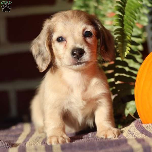 Willow, Dachshund Puppy